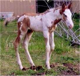 2003 APHA colt by Skip The Kissin