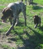 Rylee and 7.5 week old Velvet