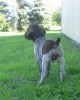 Marty - 7.5 Weeks
