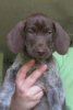Marty - 9 weeks