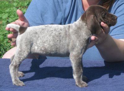 Brodie (SOLD)