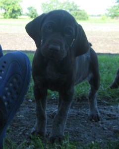 Velvet - 7.5 Weeks (SOLD)