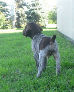 Marty - 7.5 Weeks