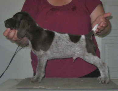 Zooter - 7,5 Weeks (SOLD)