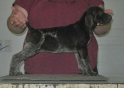 Velvet - 7.5 Weeks (SOLD)