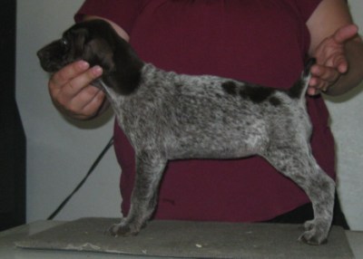 Marie - 7.5 Weeks (SOLD)