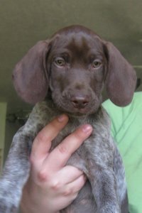 Marty - 9 weeks