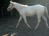 Trotting as a yearling