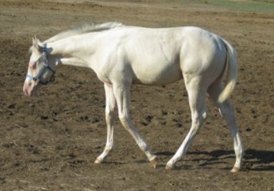 Weanling